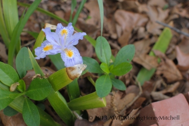 Iris japonica 'Eco Easter'