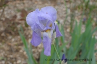 This iris smells like grape jam. It was the first iris to bloom this year, in mid-April. It's quite tall and has very thin, stiff stems.