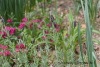lavender dianthus