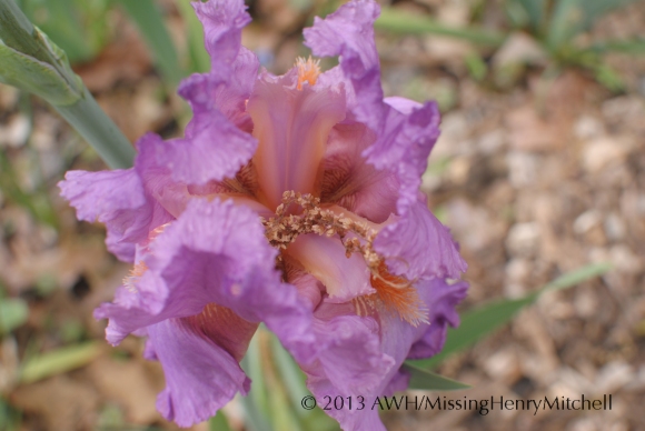 Iris germanica 'Persian Berry'