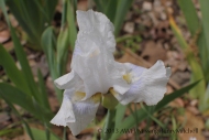 Intermediate iris 'Higgledy Piggledy' (bearded iris) blooms in mid-April in my Zone 7b garden.