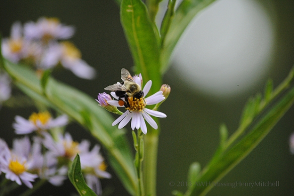 bee collecting pollen from aster tataricus