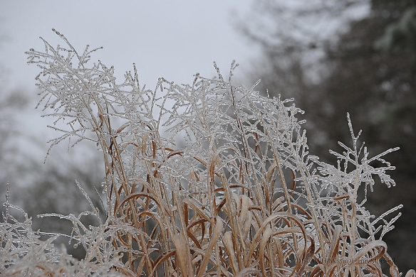 icy grass