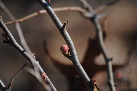 Chaenomeles × superba 'Texas Scarlet' hybrid Japanese quince 
