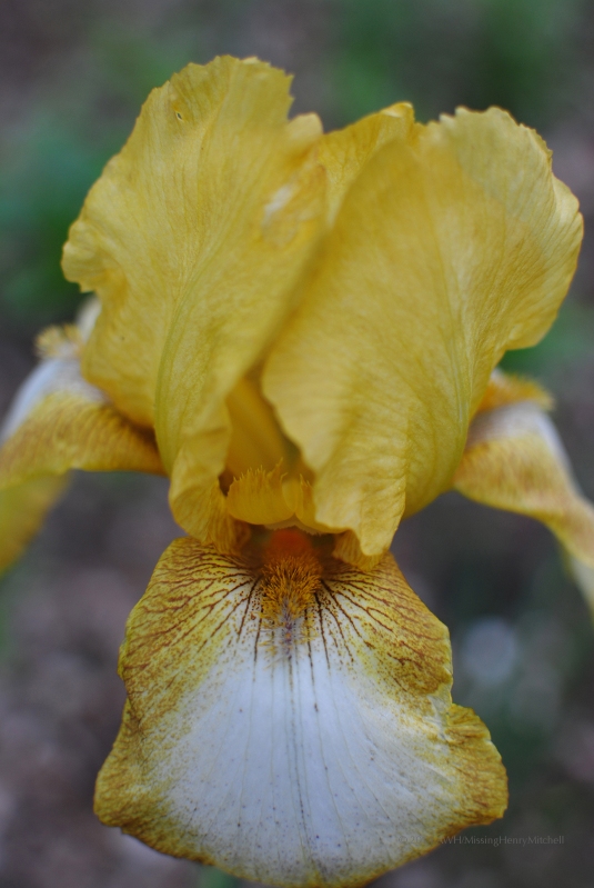 yellow iris 2