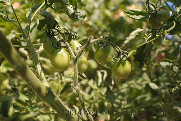 Tomato 'Principe Borghese' is great for drying.