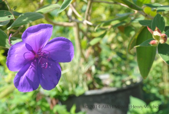 purple tibouchina flower